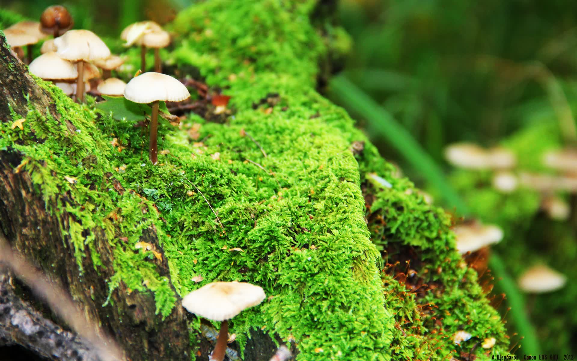 世界拳击青训联赛积分榜与下轮赛程预告，世界拳击职业联赛